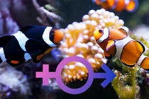 Video: Kinh ngạc những loài động vật có khả năng tự “chuyển giới”