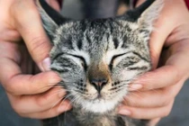 Cưng xỉu chú mèo được giải cứu trong gốc cây ở rìa khu rừng