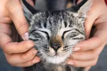 Cưng xỉu chú mèo được giải cứu trong gốc cây ở rìa khu rừng