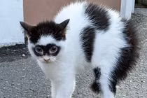 Video: Mèo “siêu nhân” có gương mặt kỳ lạ nổi tiếng khắp mạng xã hội