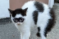 Video: Mèo “siêu nhân” có gương mặt kỳ lạ nổi tiếng khắp mạng xã hội