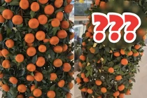 Video: Sốc với cây quýt “lạ đời” nhất Việt Nam 