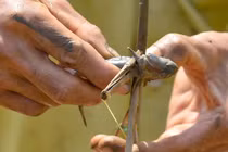 Video: Mùa săn “cá leo cây”, loại cá kỳ dị nhưng thịt thơm ngon vô đối