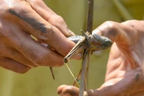 Video: Mùa săn “cá leo cây”, loại cá kỳ dị nhưng thịt thơm ngon vô đối