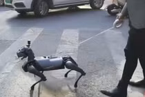 Video: Giới trẻ Trung Quốc ngày càng thích “nuôi chó robot”