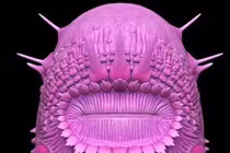 Video: Trung Quốc đào được "tổ tiên của nhân loại"?