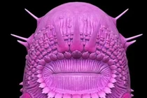 Video: Trung Quốc đào được "tổ tiên của nhân loại"?