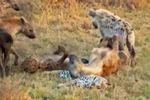 “Rợn người” tập tính săn mồi kỳ dị của loài dã thú linh cẩu