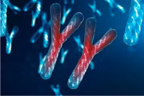 Nhiễm sắc thể Y đang dần biến mất, đàn ông sẽ tuyệt chủng?