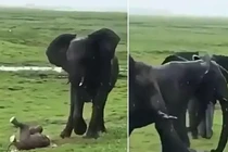 Video: Voi mẹ sinh con trong tư thế đứng giữa đồng cỏ mênh mông