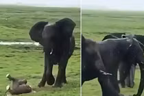 Video: Voi mẹ sinh con trong tư thế đứng giữa đồng cỏ mênh mông