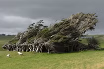 Video: Tận mục những loài cây độc, dị, lạ chỉ có trong cổ tích