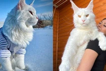 Video: Sốc với chú mèo cưng có ngoại hình khổng lồ