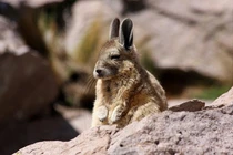 Cười ngất với khuôn mặt “ngái ngủ” của loài vật này