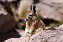 Cười ngất với khuôn mặt “ngái ngủ” của loài vật này