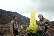 Video: Giật mình sự thật “cây thần Tây Tạng 400 năm nở hoa 1 lần“