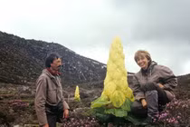 Video: Giật mình sự thật “cây thần Tây Tạng 400 năm nở hoa 1 lần“