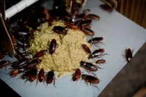 Video: Nhận 2.000 USD nếu chấp nhận sống cùng 100 con gián