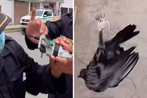 Video: Nghẹt thở giải cứu chim bồ câu mắc kẹt trên dây điện