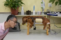 Video: Nở rộ dịch vụ châm cứu cho thú cưng ở Trung Quốc