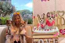 Video: Tủ quần áo đắt đỏ trị giá hàng chục ngàn USD của cún cưng