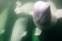 Video: Khoảnh khắc di cư của “chim hoàng yến của đại dương”