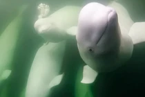 Video: Khoảnh khắc di cư của “chim hoàng yến của đại dương”