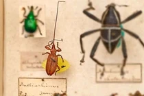 Video: Khám phá loài vật có đầu lớn nhất hành tinh