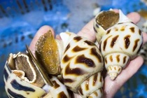 Video: Xôn xao con ốc hương “siêu to khổng lồ” có giá tiền triệu