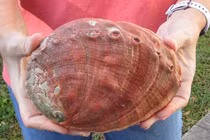 Video: Nhặt hòn đá bám đầy rêu trên biển, cô gái phát tài trong nháy mắt