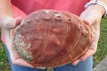 Video: Nhặt hòn đá bám đầy rêu trên biển, cô gái phát tài trong nháy mắt