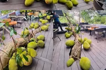 Video: Độc lạ quán cafe có cây mít trĩu quả mọc ở giữa nhà