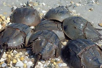 Video: Kinh ngạc hàng trăm nghìn cua “hóa thạch sống” bò vào bờ đẻ trứng