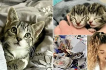 Video: Hành trình sống sót kỳ diệu của hai chú mèo mồ côi tội nghiệp
