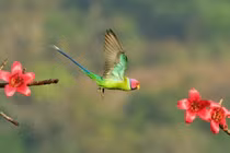 Video: Ngắm những bức ảnh đạt giải thưởng “Nhiếp ảnh gia loài chim”