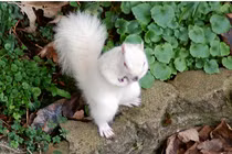 Video: Mê mẩn 15 loài động vật đã tuyệt đẹp còn dễ thương