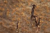 Video: Bầy chó hoang truy sát linh dương đầu bò siêu kịch tính