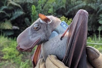 Giật mình ngỡ quái vật khi thấy 10 loài rơi kỳ dị nhất hành tinh