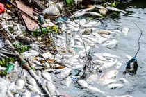 Công nhân lại “còng lưng” vớt cá chết hàng loạt ở hồ Tây