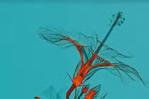 Video: Bất ngờ những bức ảnh khác lạ về hoa lá khi chụp qua tia X