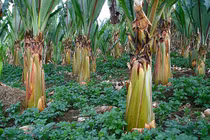 Video: Phát hiện siêu cây lương thực đủ cứu đói hơn 100 triệu người