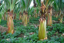 Video: Phát hiện siêu cây lương thực đủ cứu đói hơn 100 triệu người