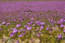 Video: Chiêm ngưỡng hiện tượng “Sa mạc nở hoa” độc đáo ở Chile