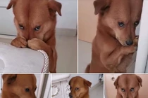 Bị chủ mắng, chú chó bất ngờ “hóa đá” giả vờ không nghe thấy gì