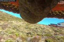 Video: Lấy trộm máy quay, chú vẹt tự quay cảnh đào thoát của chính mình