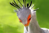 Kinh ngạc với những độc chiêu “truy sát” con mồi của động vật