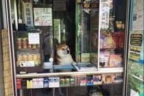 Video: Chó mèo “xả thân” bán hàng và loạt biểu cảm không nhịn nổi cười