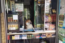 Video: Chó mèo “xả thân” bán hàng và loạt biểu cảm không nhịn nổi cười