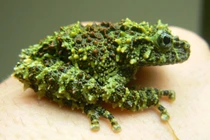 Loài ếch quái dị là thú cưng được săn đón ở phương Tây