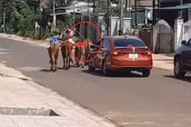 Video: “Choáng” trước cảnh anh chàng đi chăn bò bằng xế hộp xịn sò